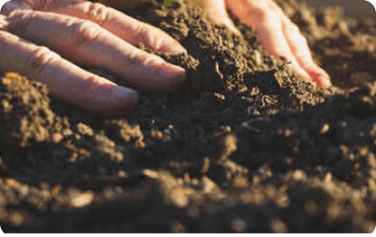 Imagem dividida de homem plantando uma muda no solo